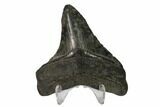 Fossil Megalodon Tooth - South Carolina #150027-2